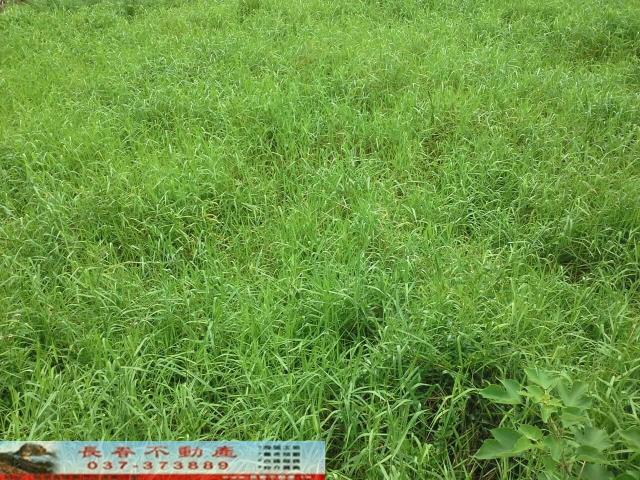 銅鑼農舍-0