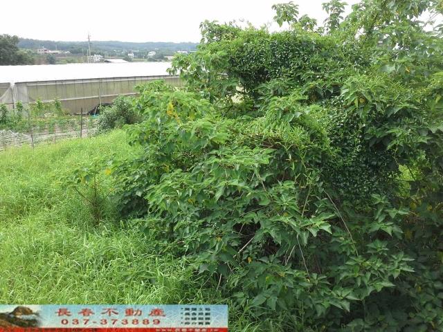 銅鑼農舍-1