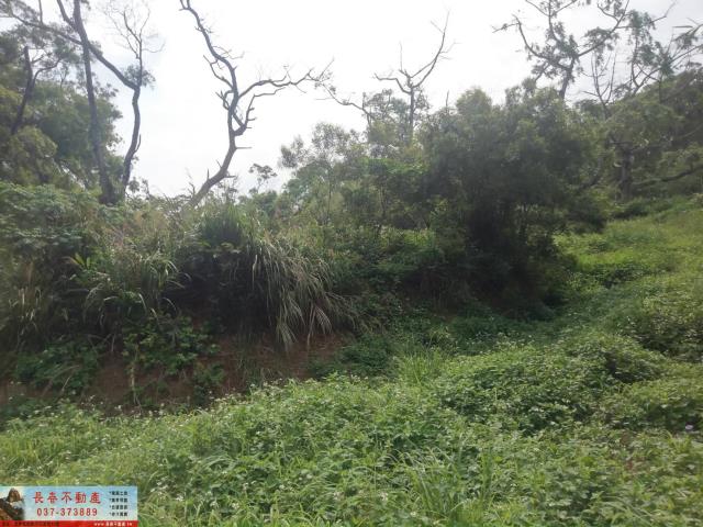 苗栗山坡地-1