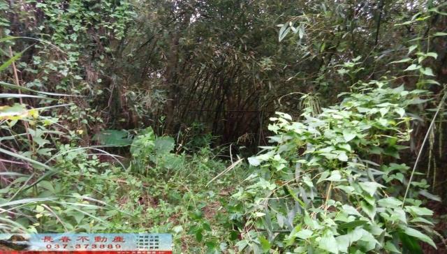苗栗三灣林地-5