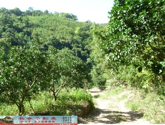 大湖農地-5