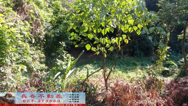 苗栗市農地-1