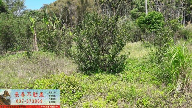 苗栗銅鑼山坡地-2
