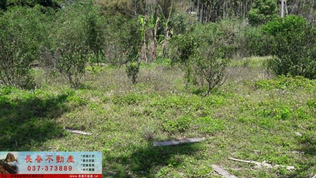 苗栗銅鑼山坡地-5