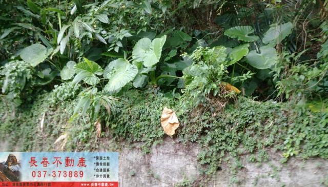 苗栗山坡地-1