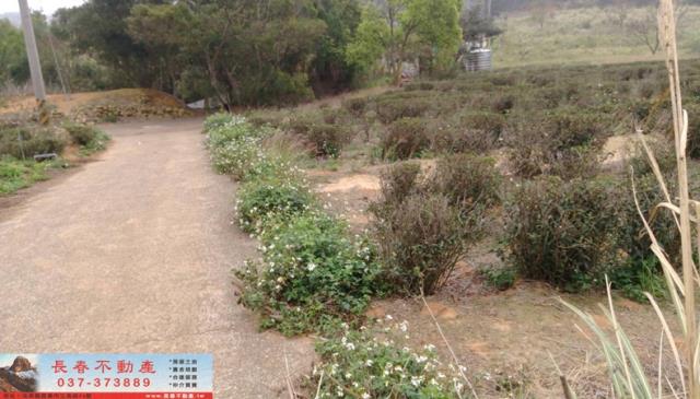 苗栗市農地-2