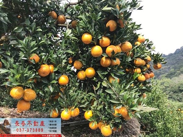 獅潭山坡地-1