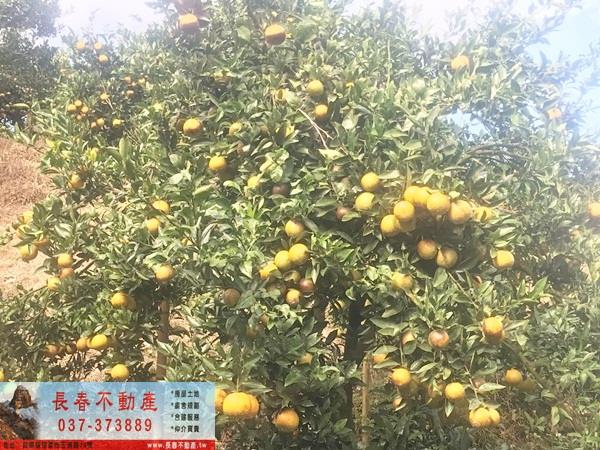 獅潭山坡地-2