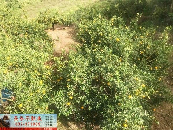 獅潭山坡地-3