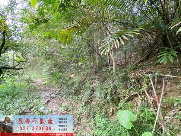 苗栗卓蘭山坡地-2