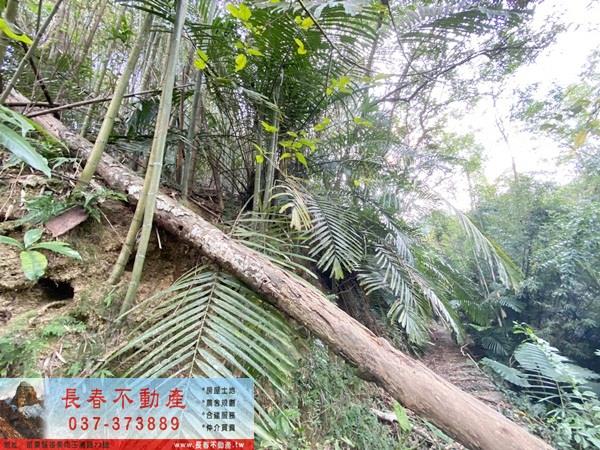 苗栗卓蘭山坡地-4