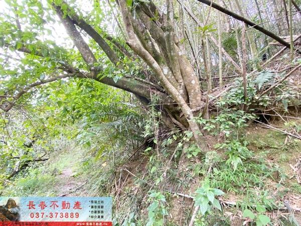 苗栗卓蘭山坡地-5