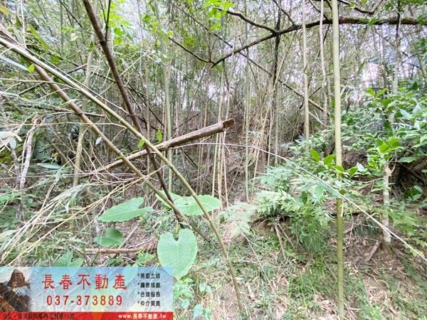 苗栗卓蘭山坡地-6