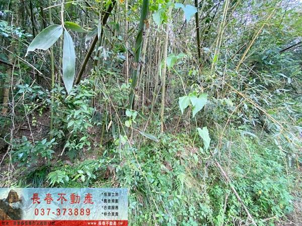 苗栗卓蘭山坡地-7