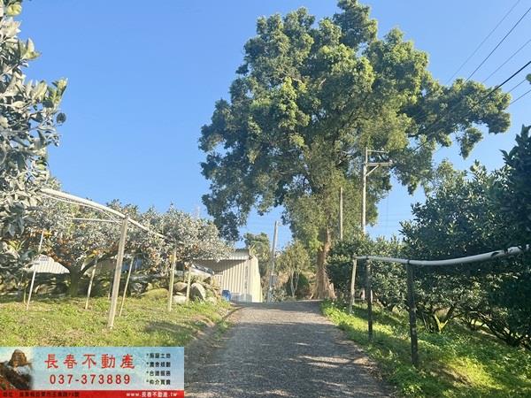 卓蘭農地-4