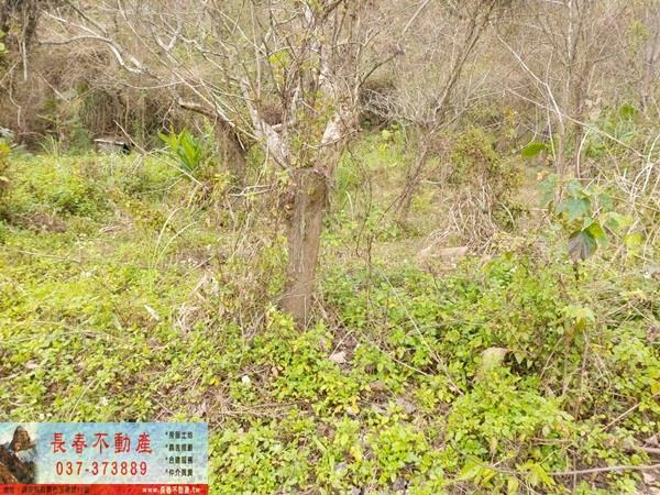 公館農地-1