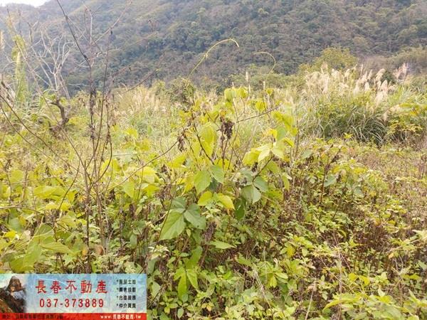 公館農地-2