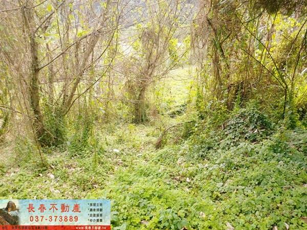 公館農地-4