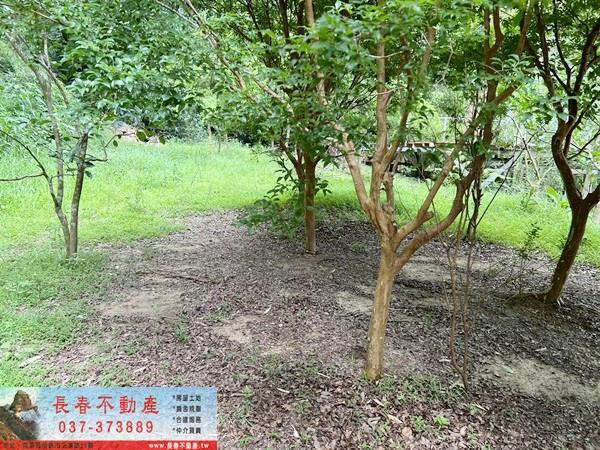 苗栗公館林地-11