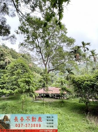 苗栗公館林地-0