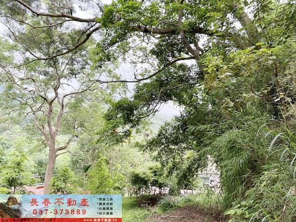 苗栗公館林地-2