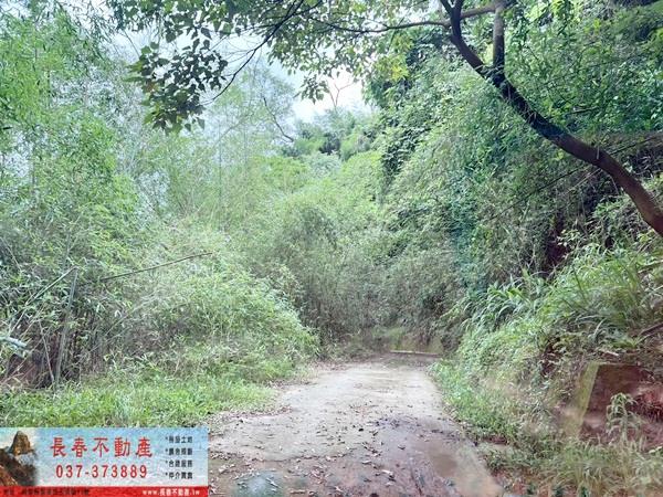 苗栗公館林地-5