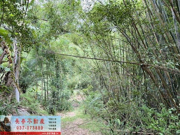 苗栗公館林地-6