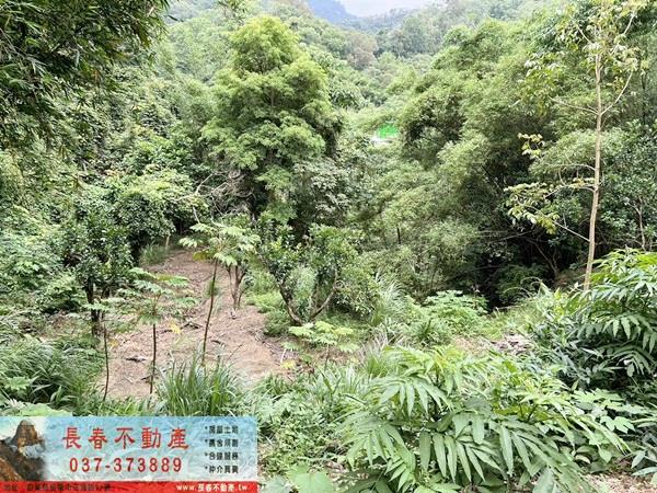 苗栗公館林地-7