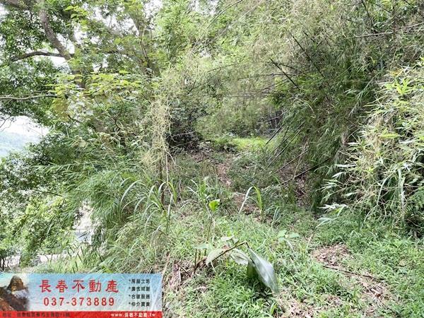 苗栗公館林地-8