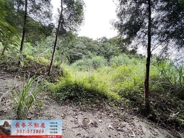 苗栗農地-4