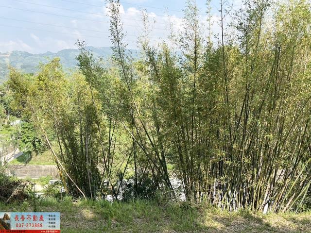 大湖林地-1
