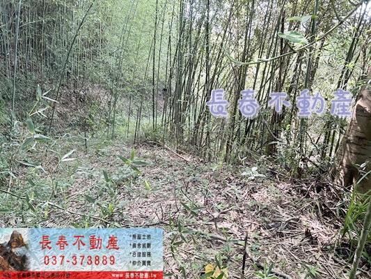 獅潭林地-0