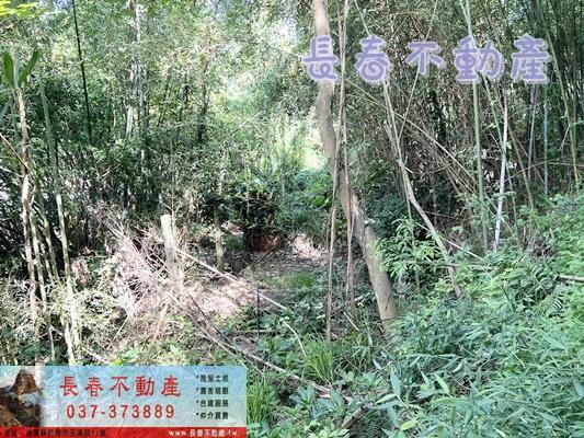 獅潭林地-5