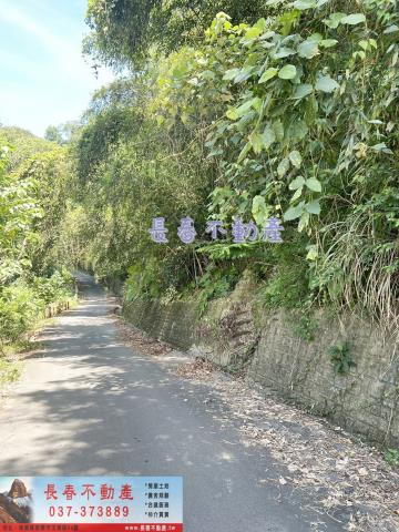 大湖林地-1