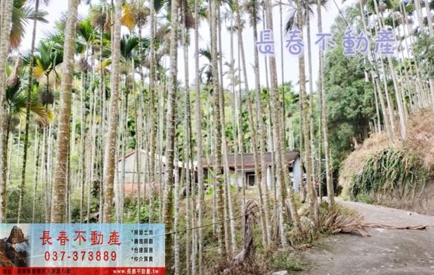 苗栗卓蘭林地-0