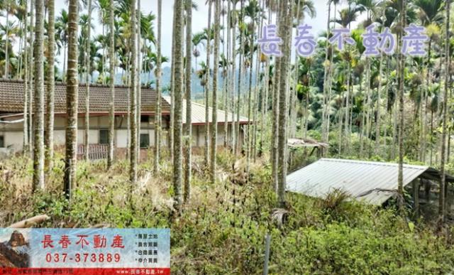 苗栗卓蘭林地-1