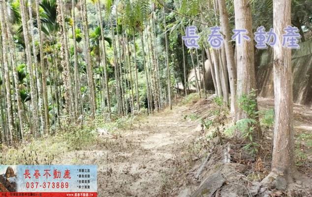 苗栗卓蘭林地-3