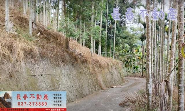 苗栗卓蘭林地-4