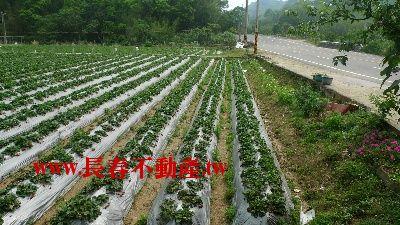 苗栗農地-1