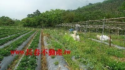 苗栗農地-2