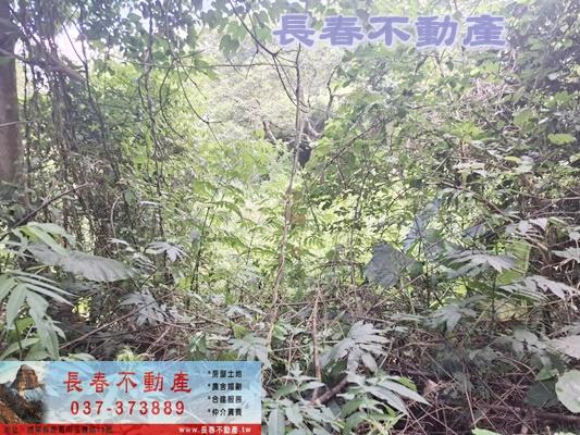苗栗農地-4