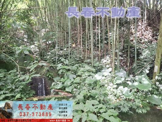 苗栗農地-8