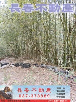 苗栗大湖林地-2