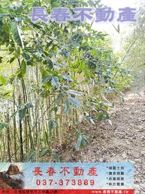 苗栗大湖林地-3