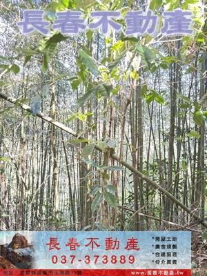 苗栗大湖林地-4
