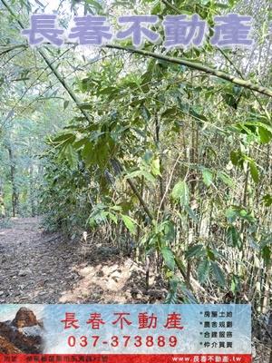 苗栗大湖林地-5