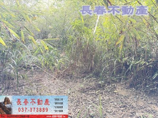 苗栗大湖林地-0