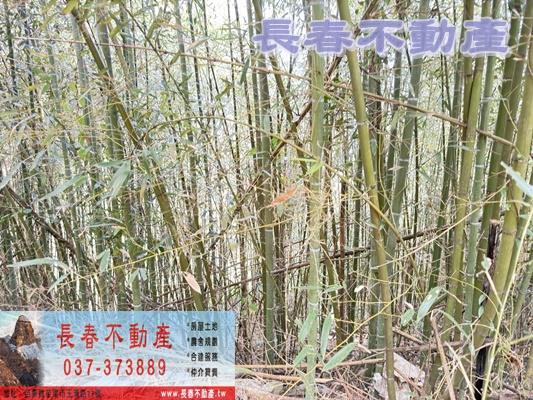 苗栗大湖林地-1