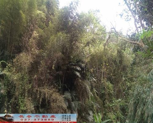 苗栗農地-3